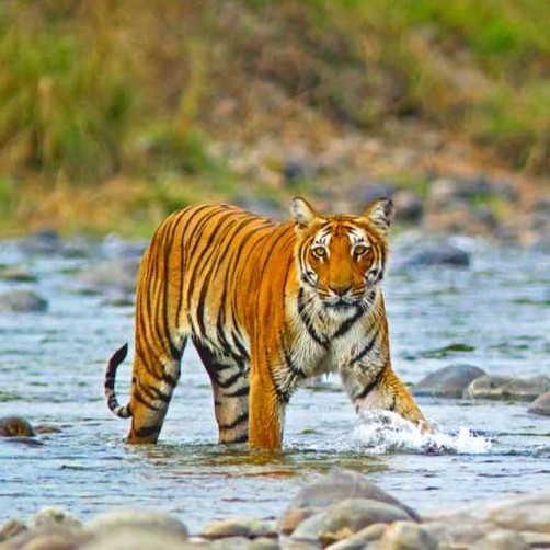 Lansdowne image depicting corbett national park